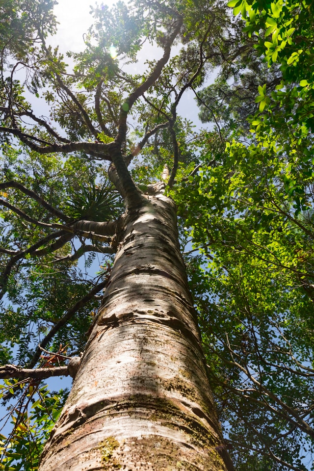 Tree Hugger Tribute